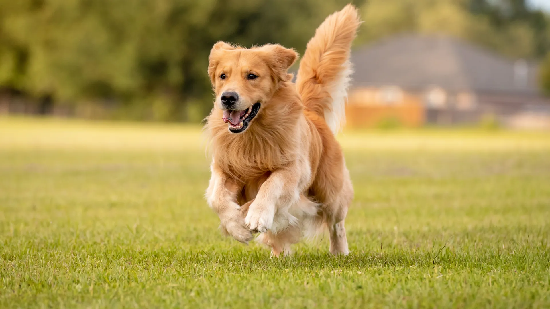 Waggel: 1,775 Pieces of Coverage and 1,656 Links in 12 Months - image 2