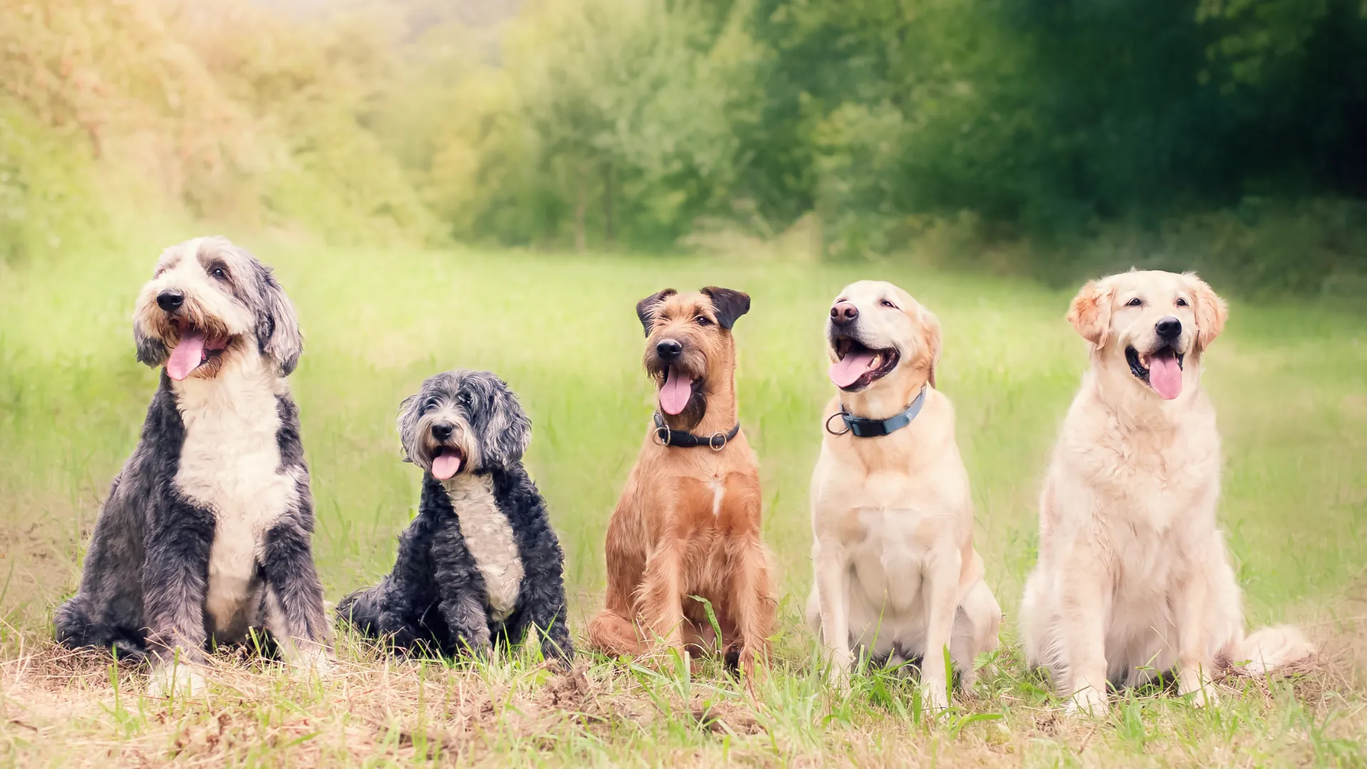 Waggel: 1,775 Pieces of Coverage and 1,656 Links in 12 Months - image 3